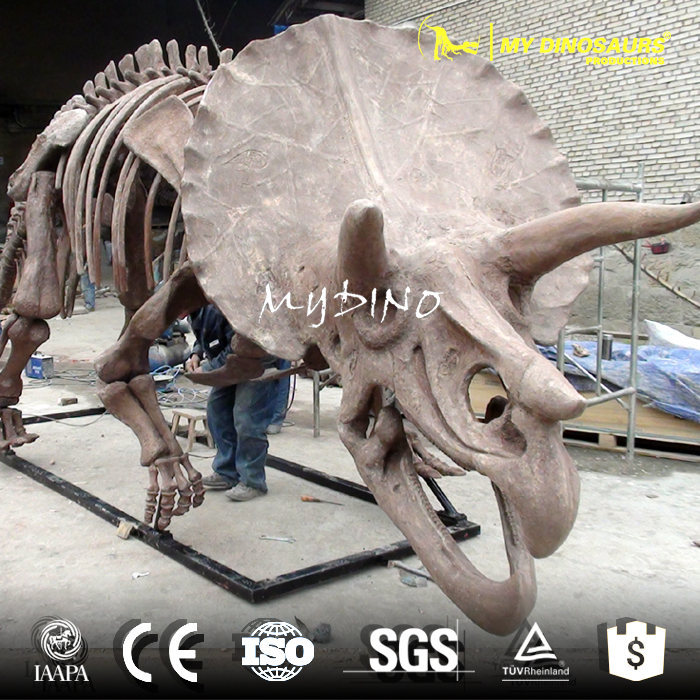 triceratops skeleton2.jpg