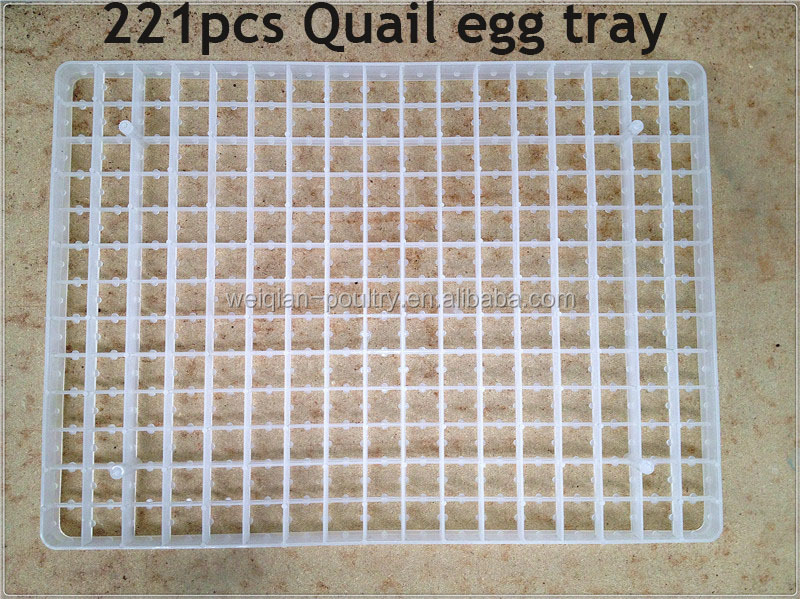 quail egg tray.jpg