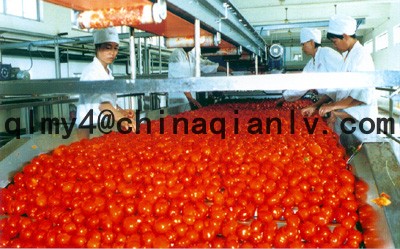 2014 New Tomato Paste 140g