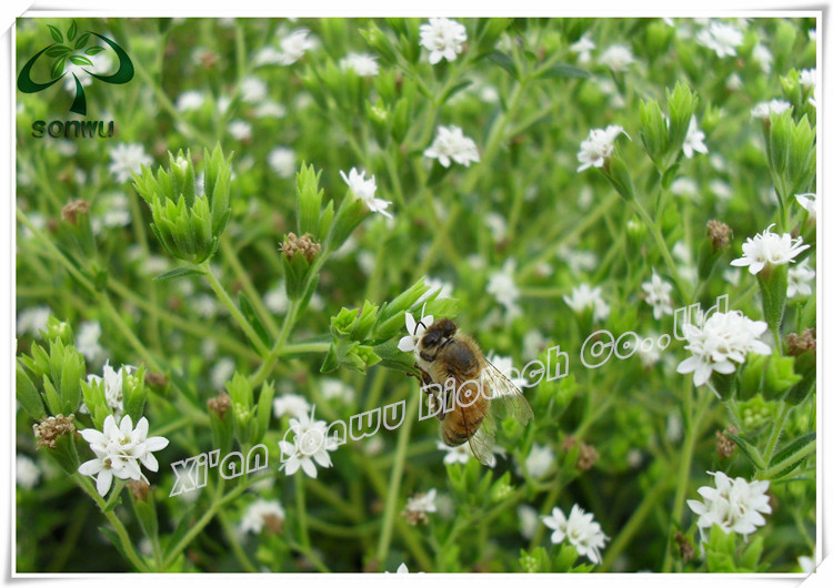 Pure stevia extract rebaudiosid/rebaudioside a 95%97%98%