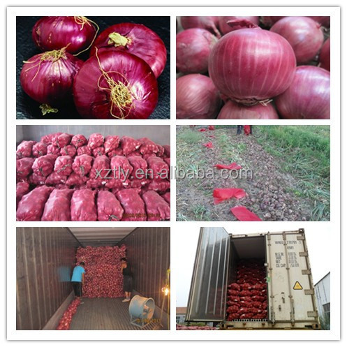 Fresh red onion best quality