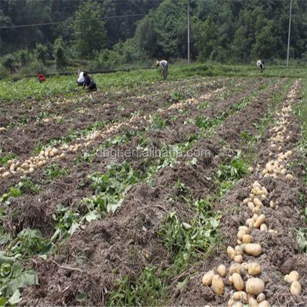 potato fresh with sincere service on hotsale
