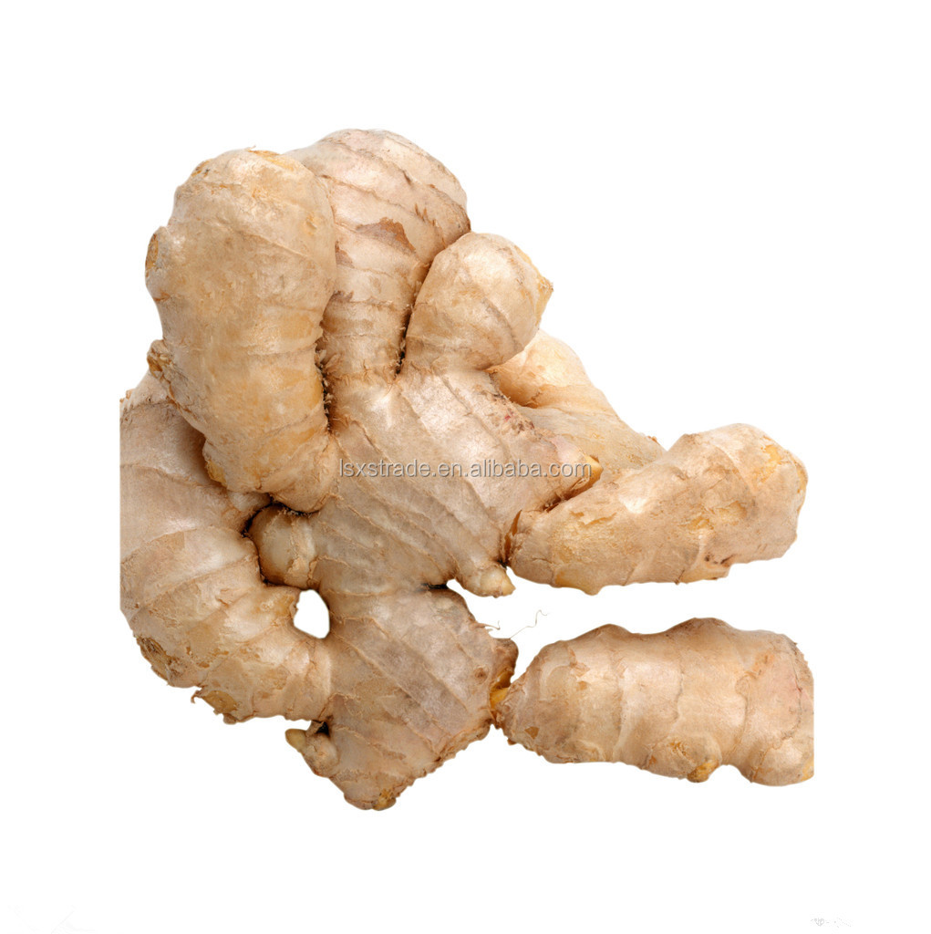 China fresh ginger /Fresh ginger/Ginger,China FG price supplier 21food