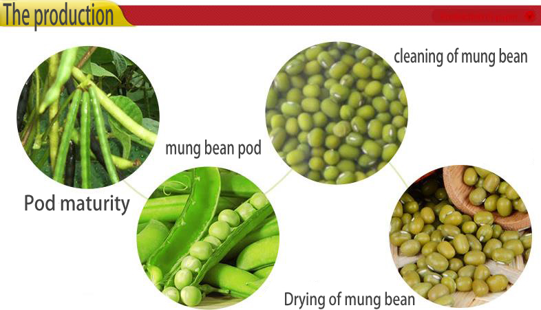 2013 Mung Green Beans for Sprouting with competitive price