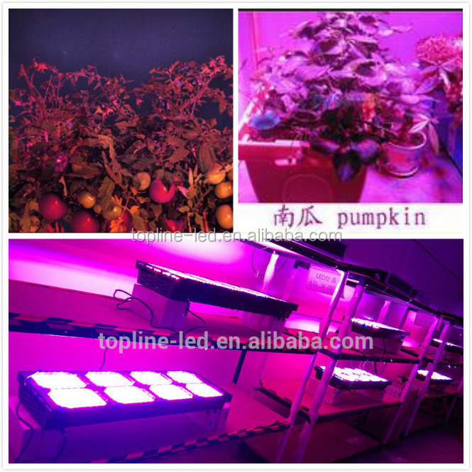 マトリックスs900 ledライトを育てるための成長植物屋内ガーデンライトハイドロ植栽野菜最高led用開花仕入れ・メーカー・工場