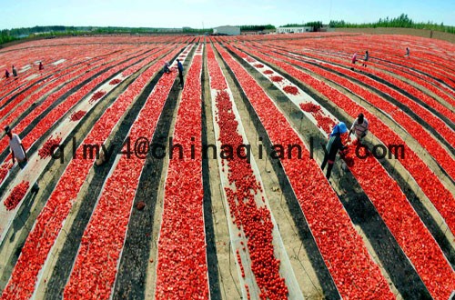 Tomato Paste in tin