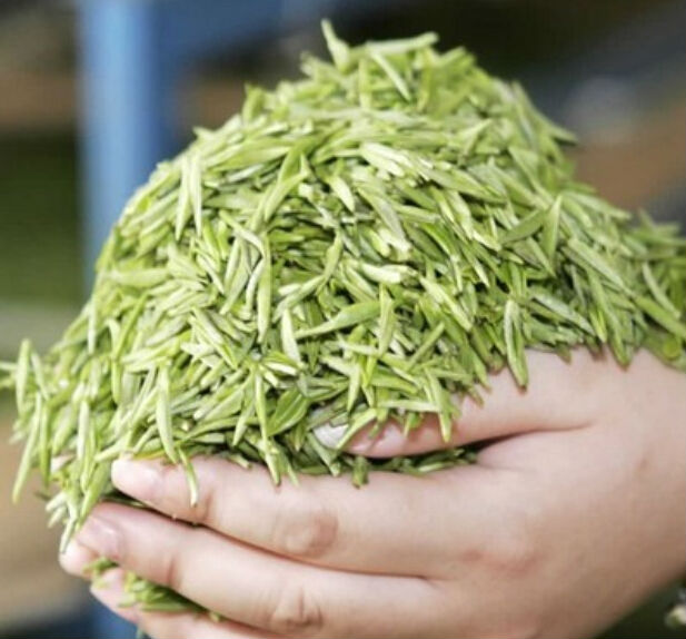 fall hematic fat and lose weight green tea leaf