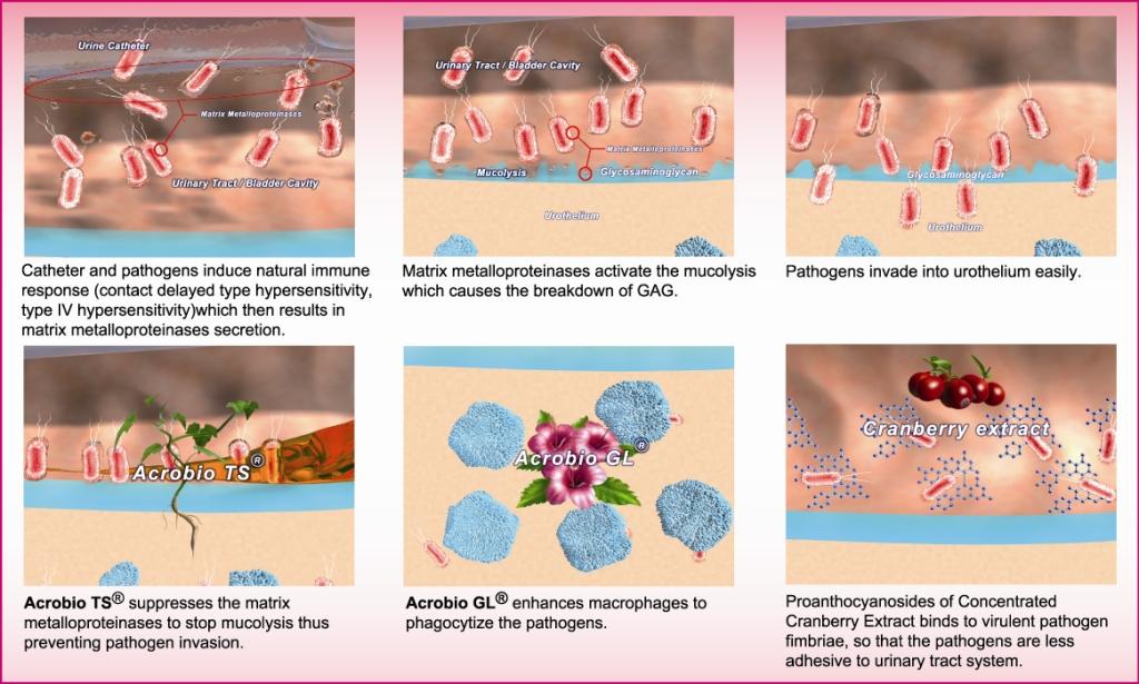 The formulation be recommended for prevention of urinary tract infections from cranberry