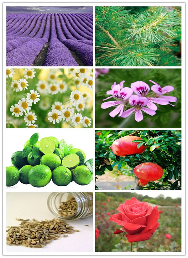 high efficient onion/cumin simmondsia chinensis/cinnamon/rhodiola rosea/ seed oil extract machine