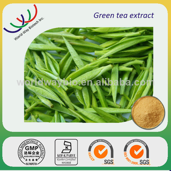 High quality 100% pure green tea extract powder camellia sinensis