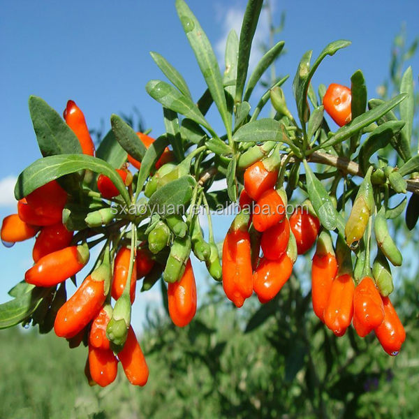 100% Good Quality Goji Berry Extraction (30% Polysaccharides)