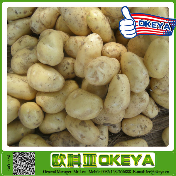 wholesale seed potato suppliers