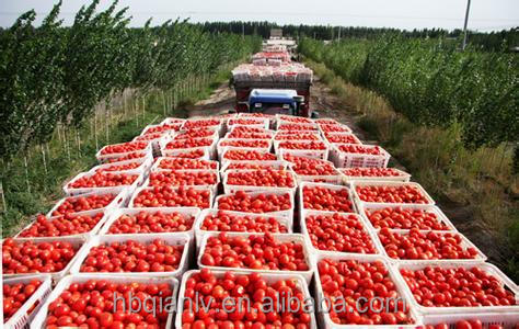 36-38% tomato sauce ketchup