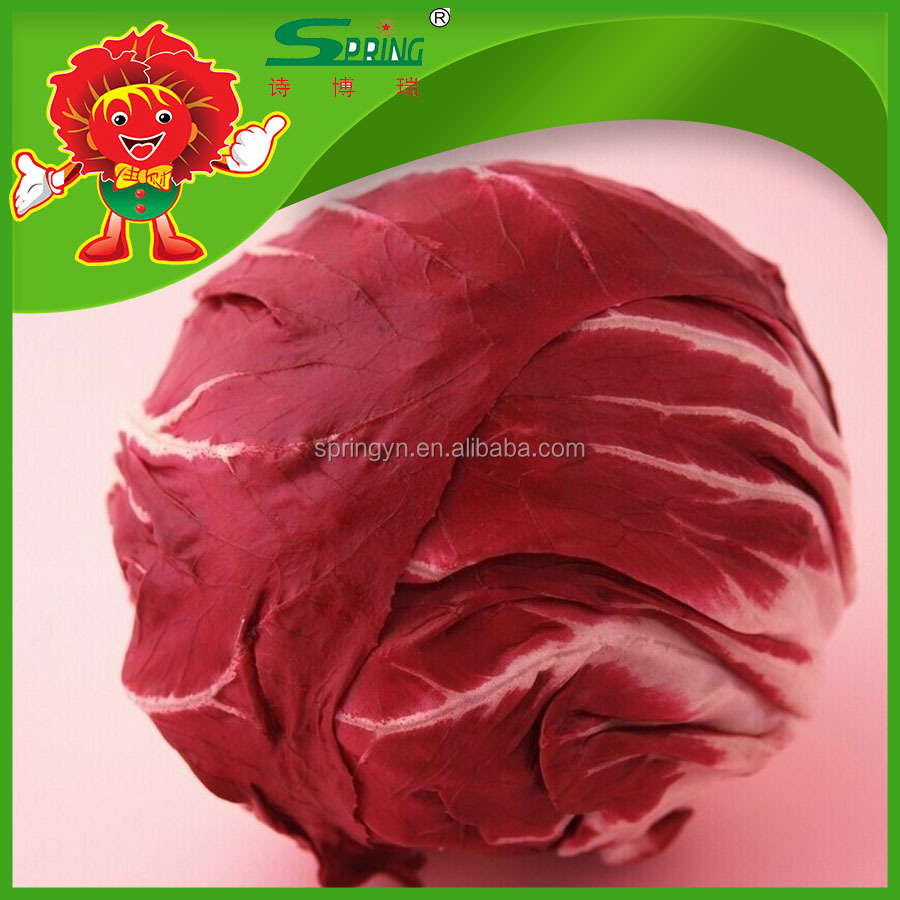 tasty fresh red radicchio for export