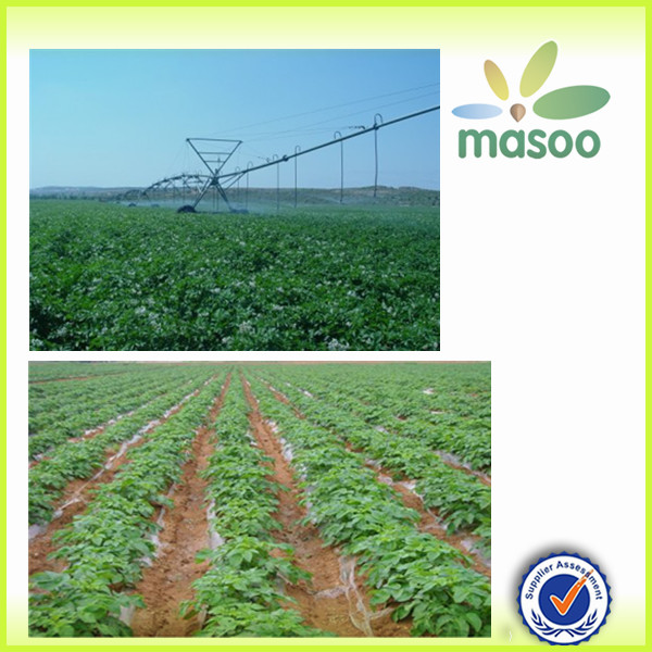 Bulked Chinese Fresh Green Pepper for sale , Fresh Vegetables, good quality
