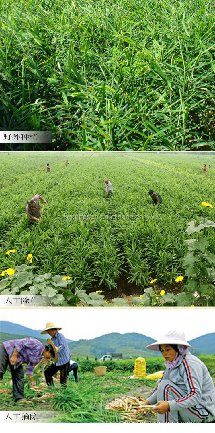 US export standard ginger factory export directly