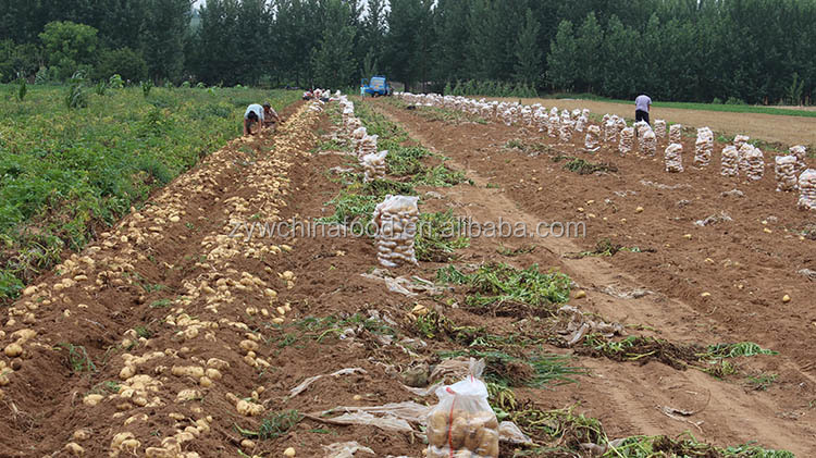 2014 New Crop Low Prices High Quality Supplier of Chinese Fresh Potato