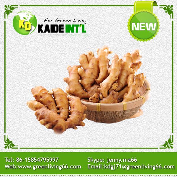 Fresh Ginger--Global Gap Certified