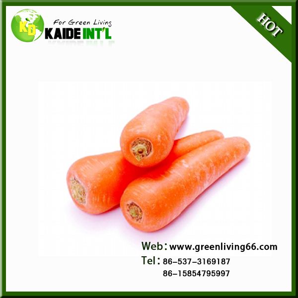 New Crop Fresh Carrot For Market