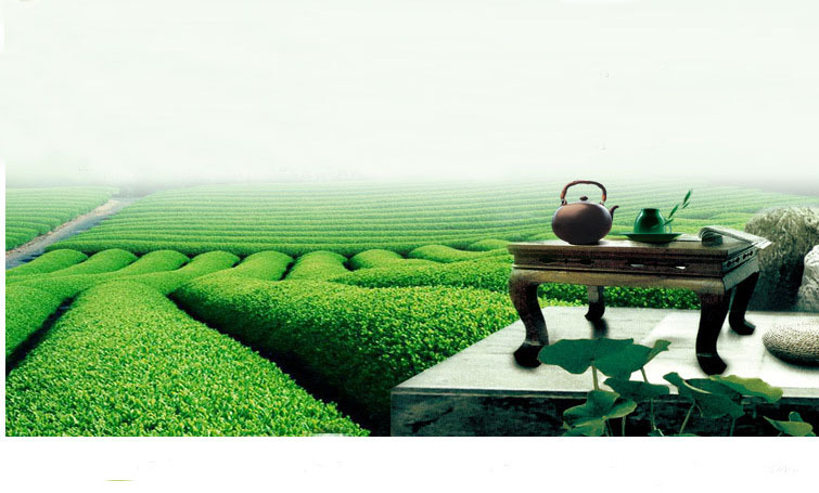 High quality time honored ripe puer tea
