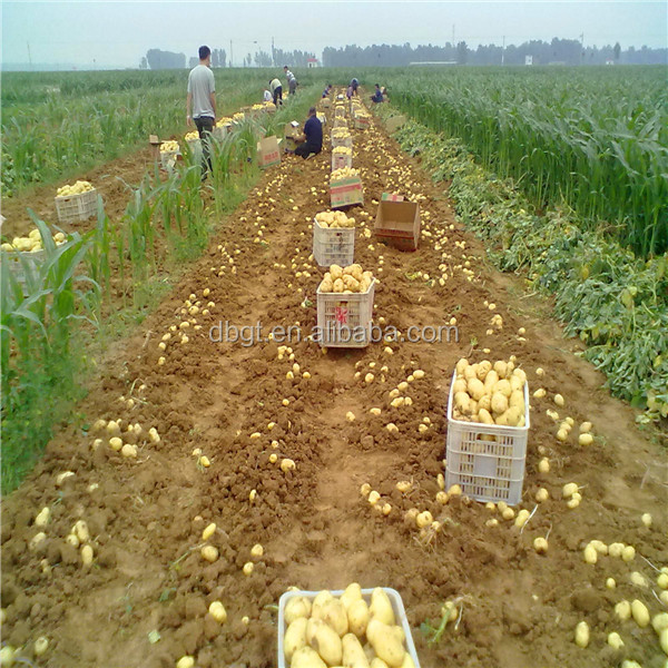 potatoes bulk/long shape and round shape potatoes at competitive price