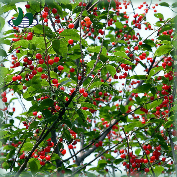 New arrival organic fresh canned red cherry