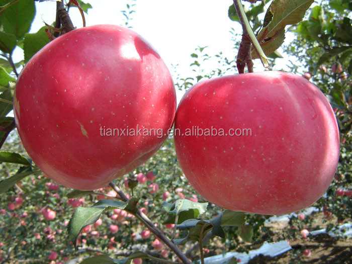 100 Natural Pure Spray Dried Apple Juice Powder/Apple Juice