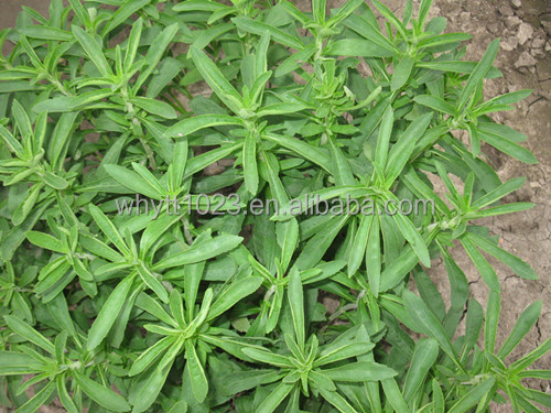 Low Price China Wholesale Organic Sweetener Powder Stevia
