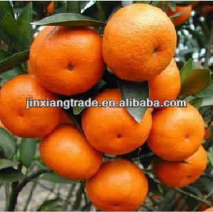 2014 yongchun sweet mandarin orange