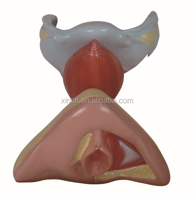 Onlayn porno: Anal jinsiy aloqadan yiglash VKontakte-da osmirlar uchun shaxsiy porno