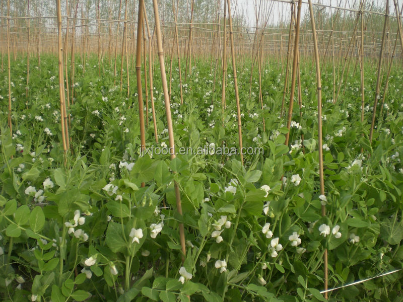 newest crop iqf frozen snow pea pods