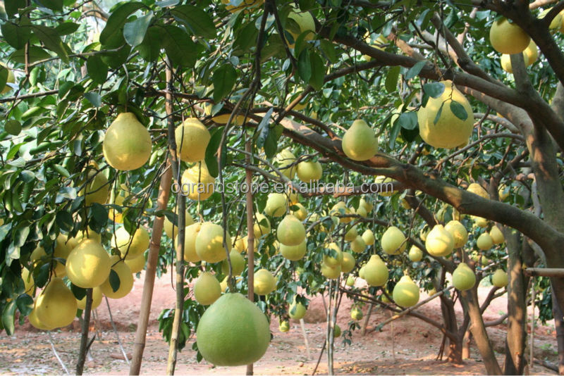 2014 fujian wholesale fresh pomelo fruit fresh honey pomelo,China