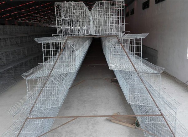 cage for 160 chickens.jpg