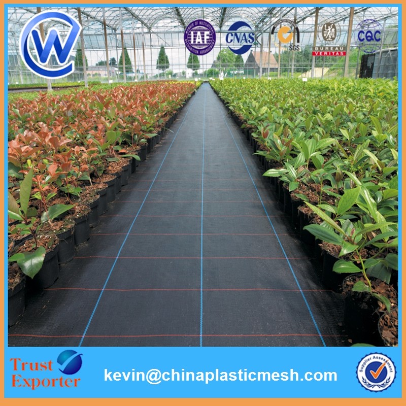 ground cover09.jpg