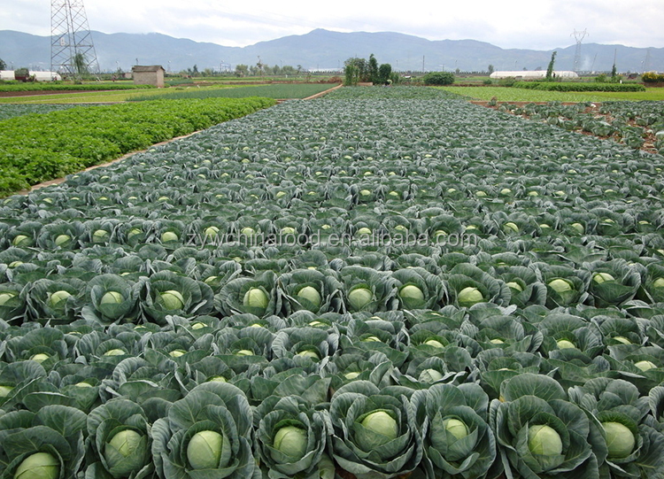 2014 Fresh Cabbage / Green Cabbage With High Quality Enjoying High Reputation