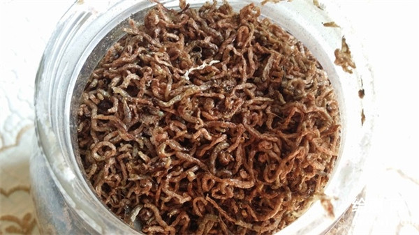 bloodworm01
