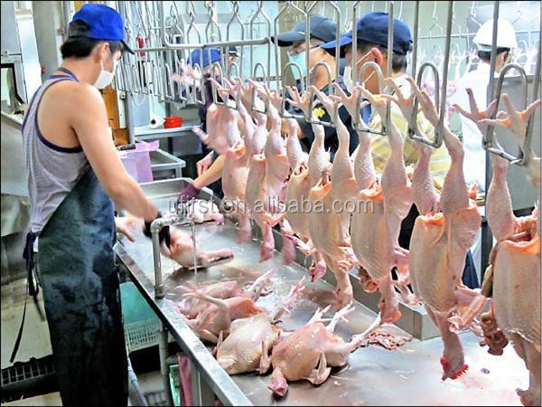 Chicken slaughtering line