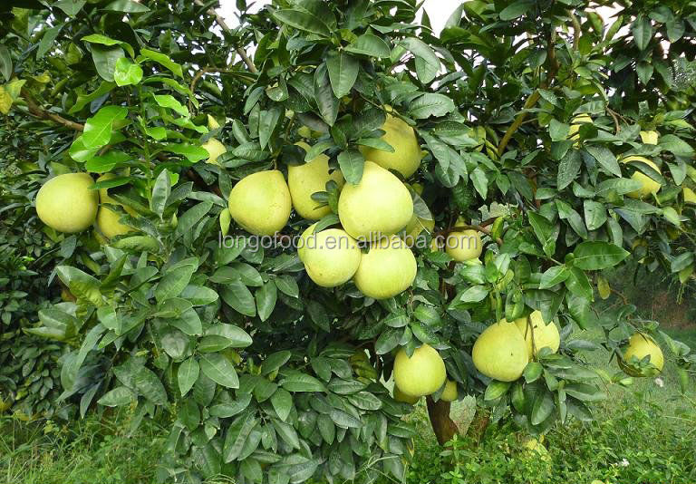 Yellow pomelo fresh fruit