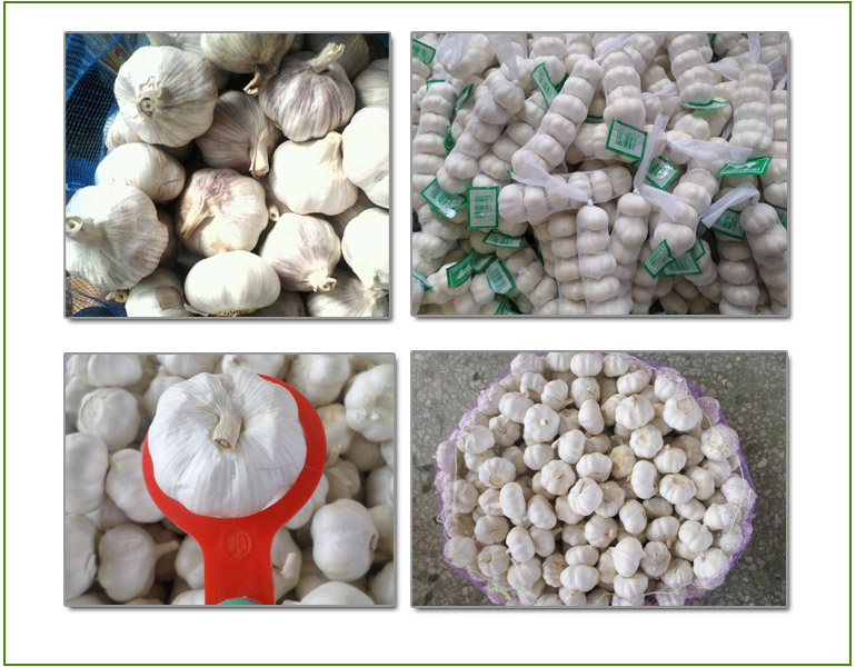 Different Type Package Garlic (Low Price)