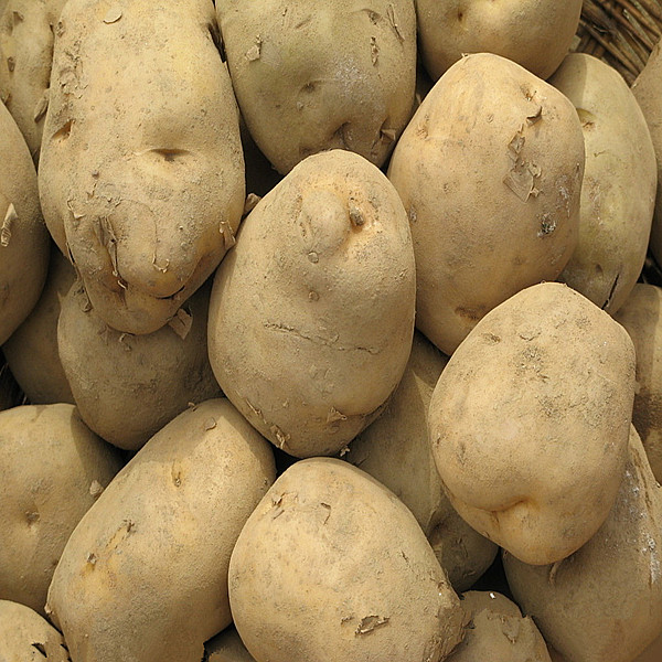 2014 Fresh potato with top quality and competitive price from China