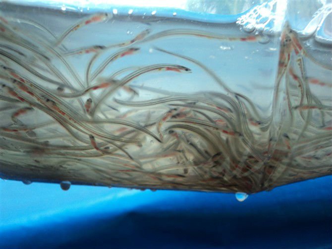 Glass Eel Elver Buy Glass Eel Elver Live Product on