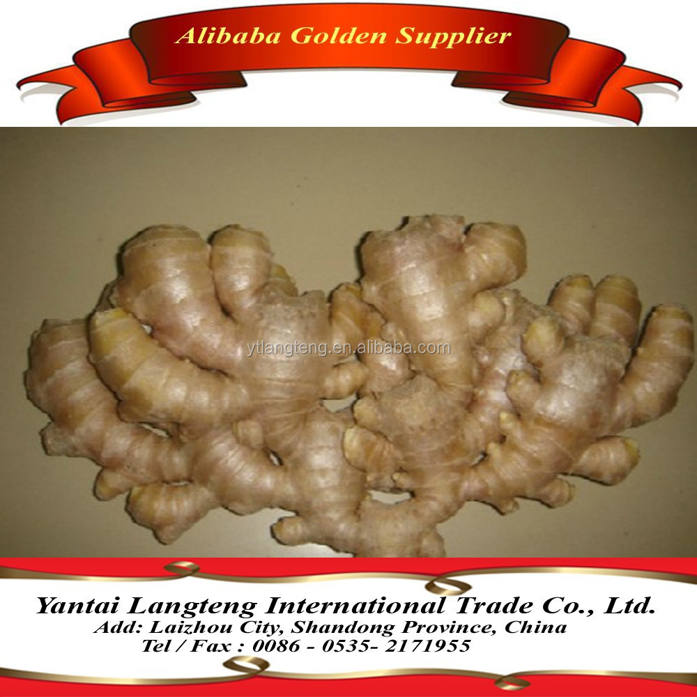 fresh chinese ginger,fat ginger root,organic ginger root