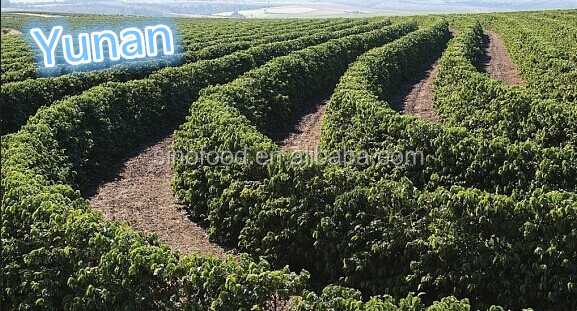 Roasted coffee beans pregiata