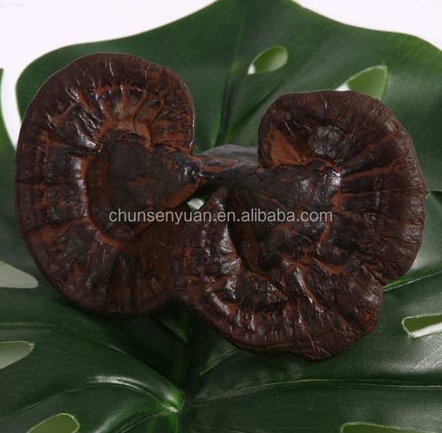 Export ganoderma lucidum canned straw mushroom to belgium