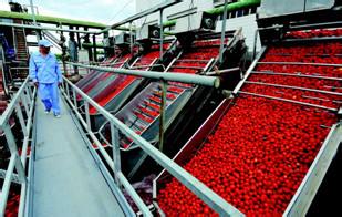 Best quality from Xinjiang Brix 28-30% concentrated CANNED TOMATO PASTE