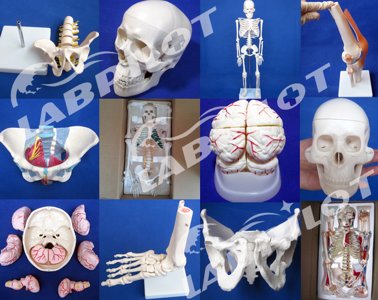 人間の足底筋解剖学モデル、足解剖学モデル、足底解剖モデル 人間の足底筋解剖学モデル、足解剖学モデル、足底解剖モデル