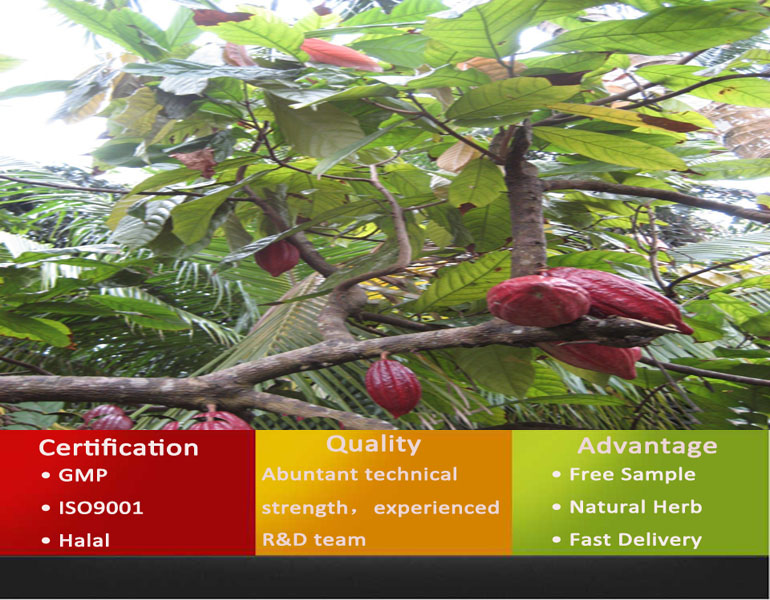 Alkalized Cocoa Powder 10-12%/Alkalized Cocoa/Cocoa Powder Bulk