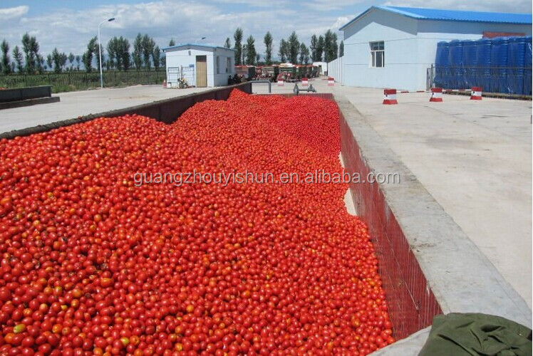 Tomato paste 220L in barrell /drum