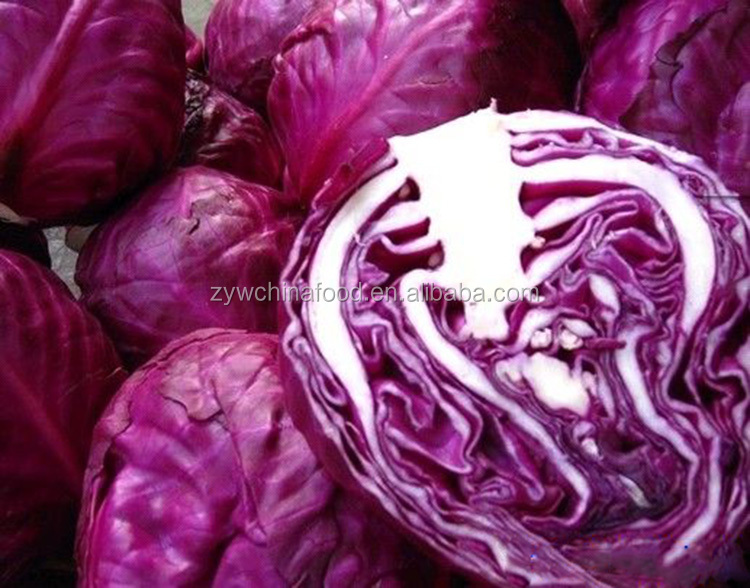 New Crop Chinese Cabbage Fresh Organic Cabbage - Good Supplier
