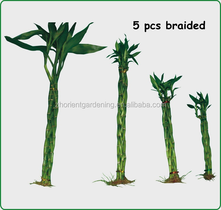 braided.jpg